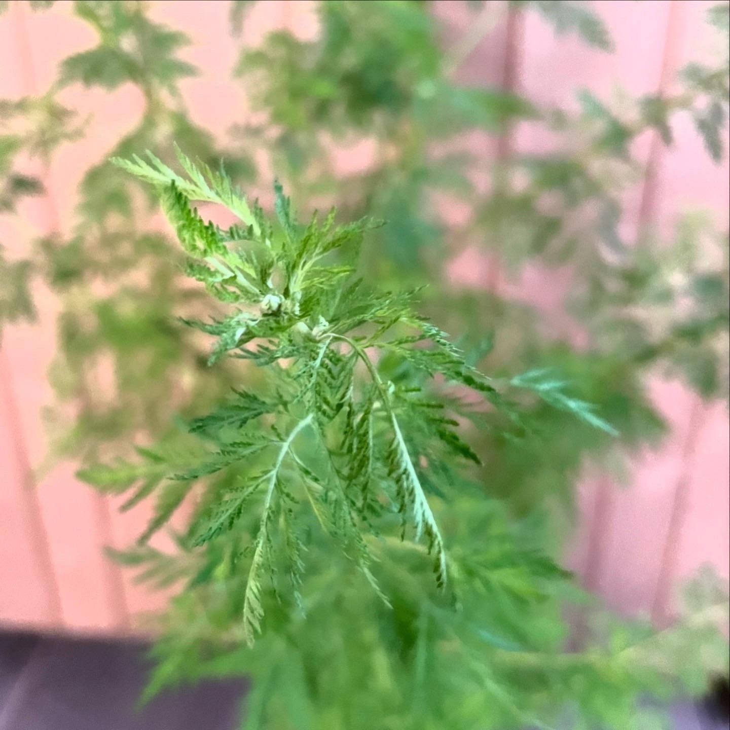 Artemisia annua