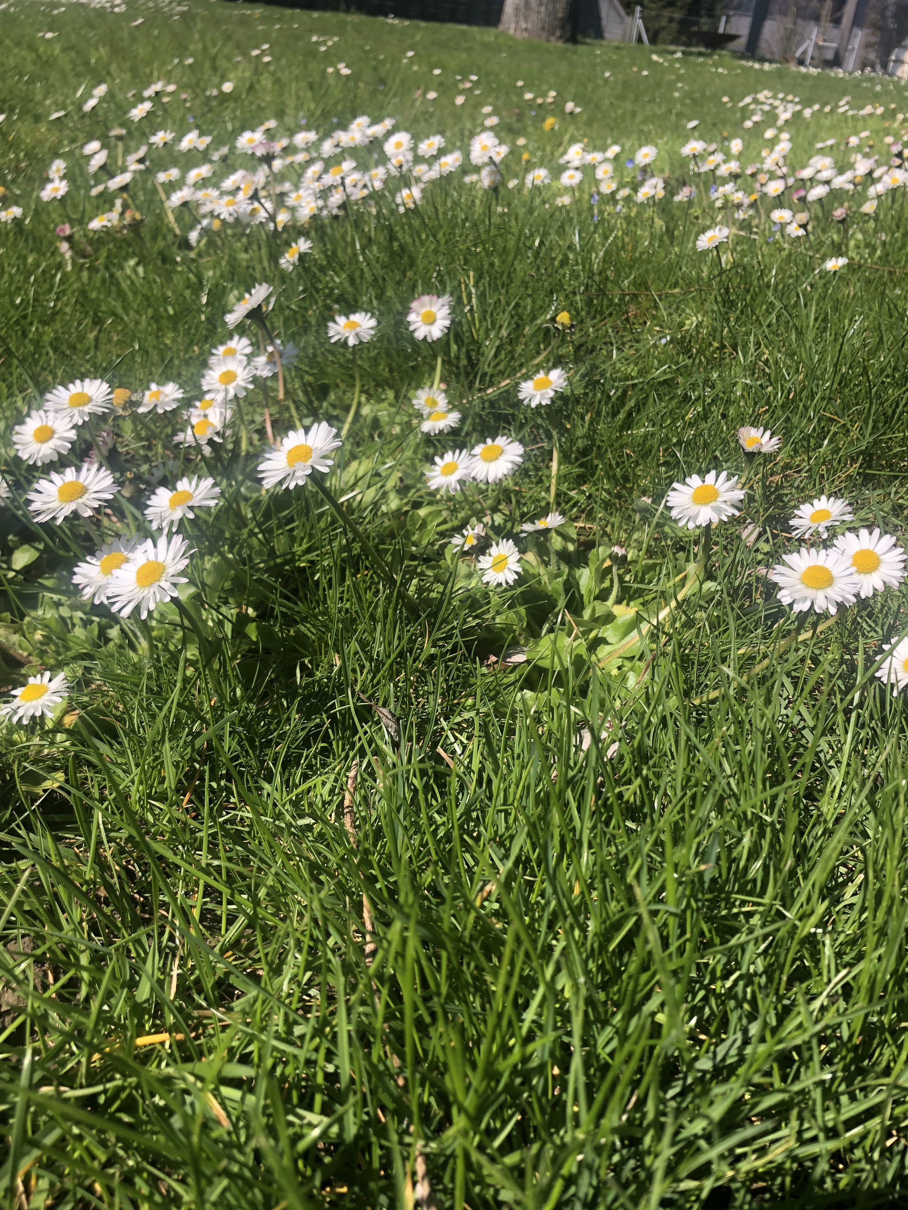 Gänseblümchen