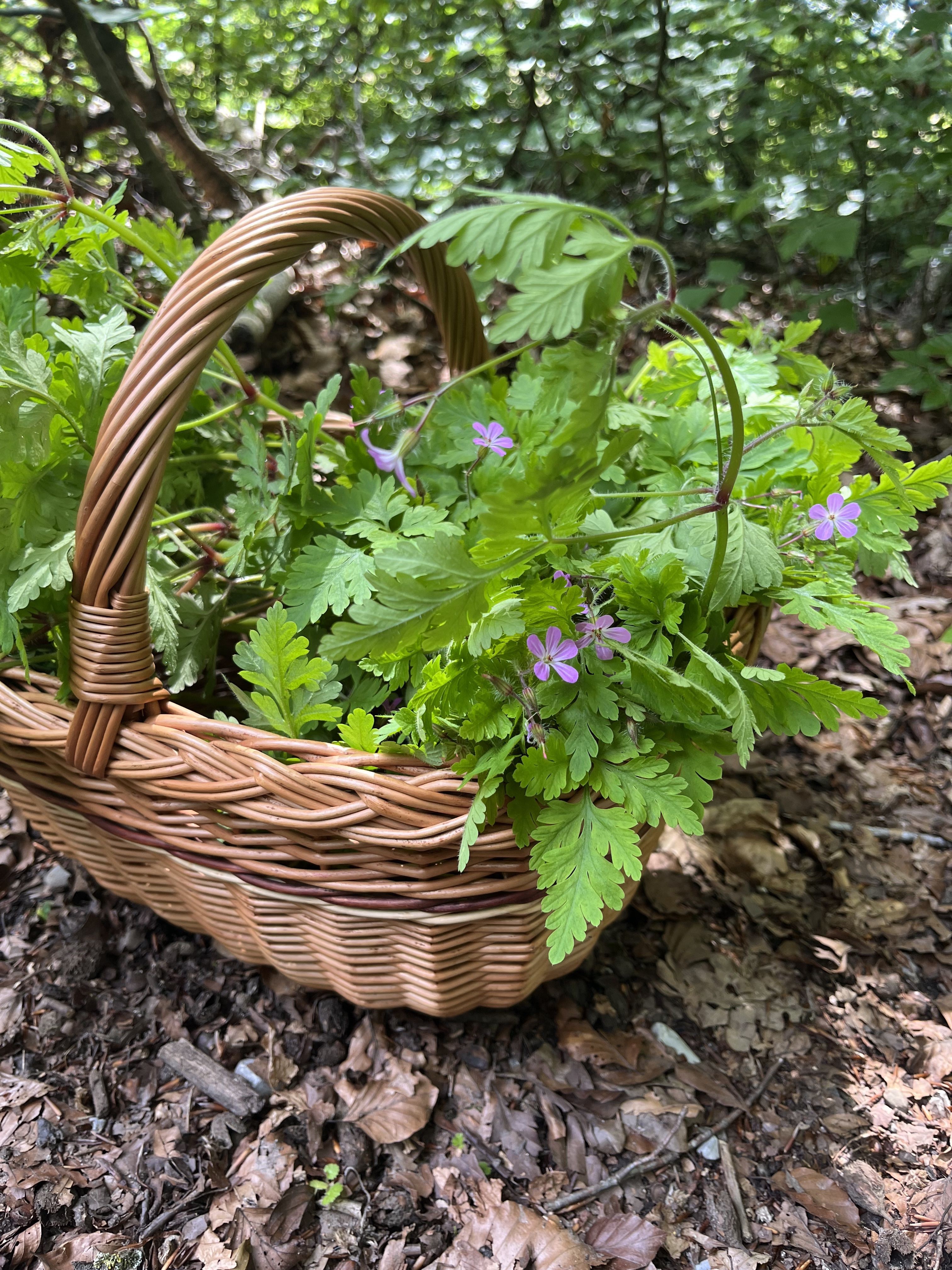 Stinkender Storchenschnabel